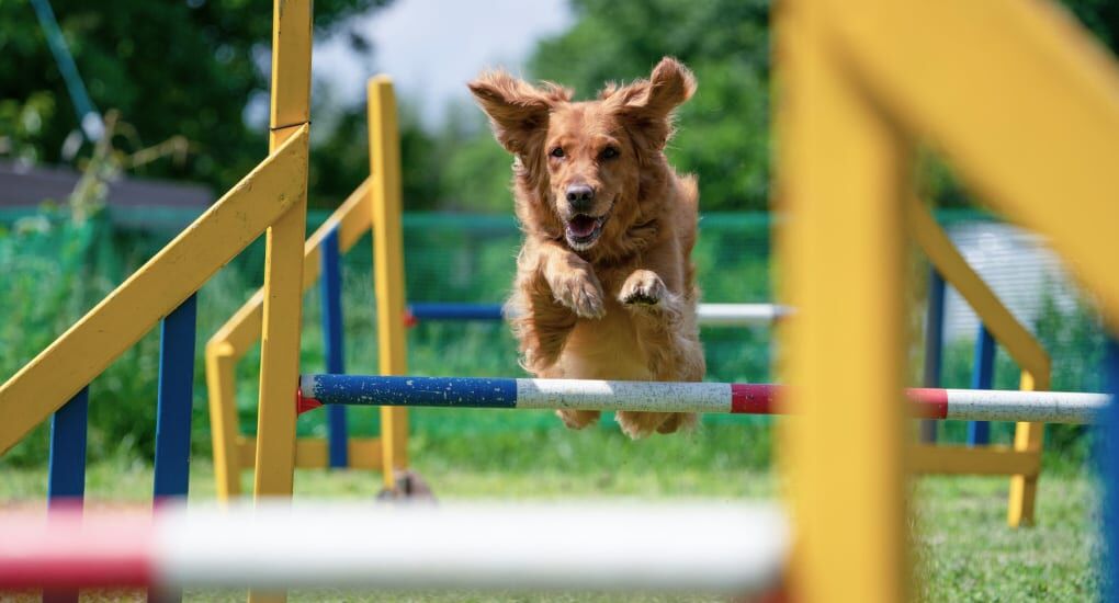 Dog Jumping Over Agility Bar Dog jumping over agility bar using Tamron lens for sharp focus.